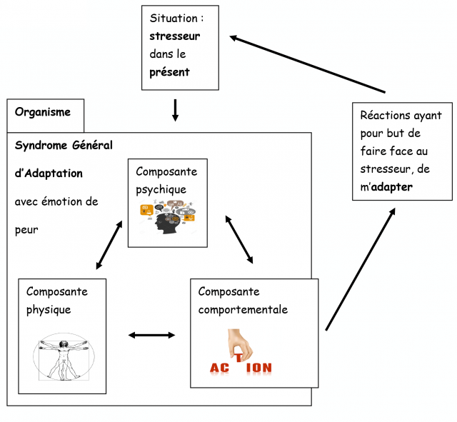 Schéma Réaction de stress