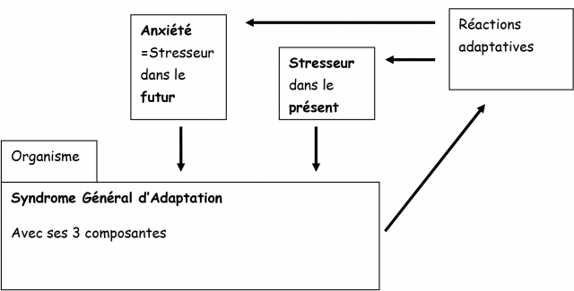 Schéma Syndrome général d'adaptation