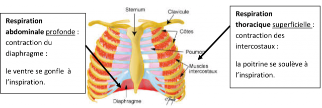 Mécanismes de la respiration