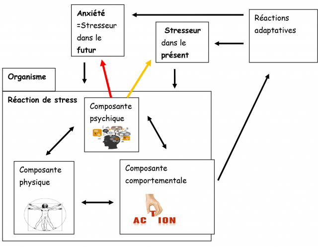 Schéma réaction de stress-anxiété