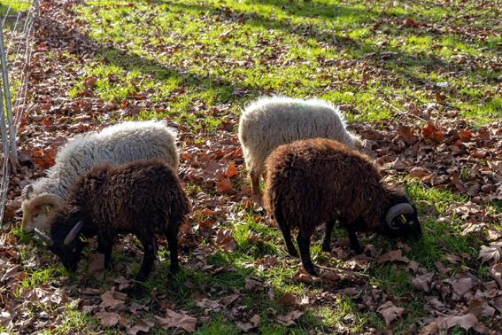 4 Moutons